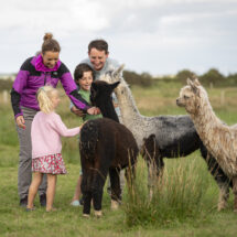 Family enjoying alpacas in a lush green meadow at a countryside hotel, perfect for wildlife experiences and family adventures.