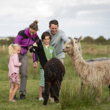 Family enjoys alpaca encounter in lush green field, perfect for nature lovers and family stays at countryside hotel.