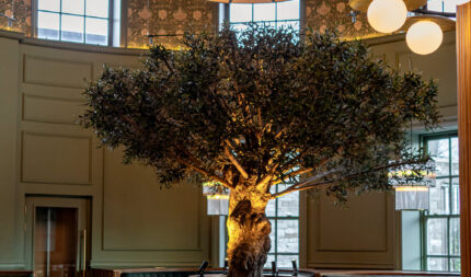 Elegant hotel lobby with central olive tree, warm lighting, plush seating, and stylish décor, offering a welcoming ambience.